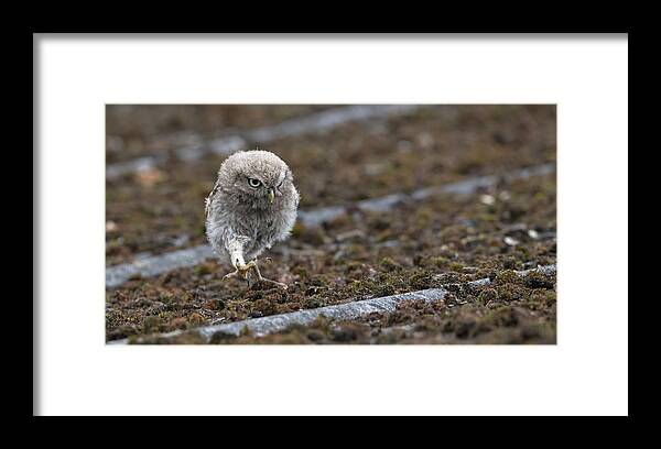 Little Framed Print featuring the photograph Little Owlet On The Prowl by Pete Walkden