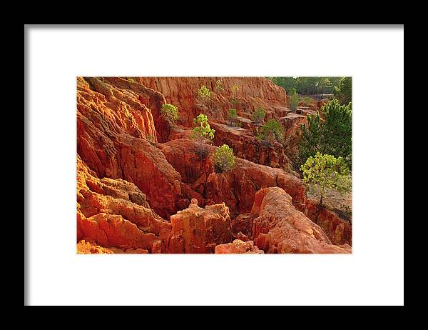 Algarve Framed Print featuring the photograph Little Pine Trees Growing on the Valley Cliffs by Angelo DeVal