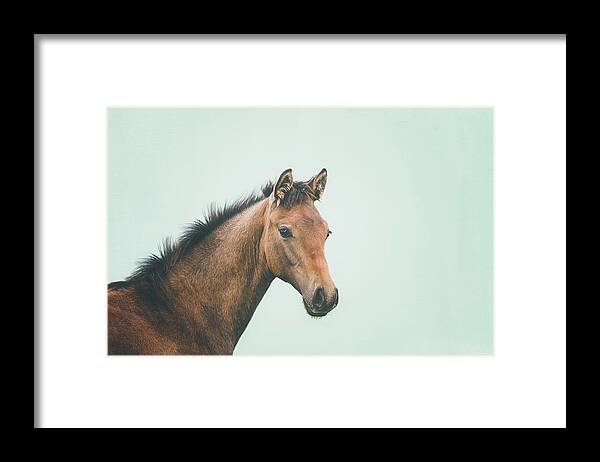 Photographs Framed Print featuring the photograph Little Rebel - Horse Art by Lisa Saint