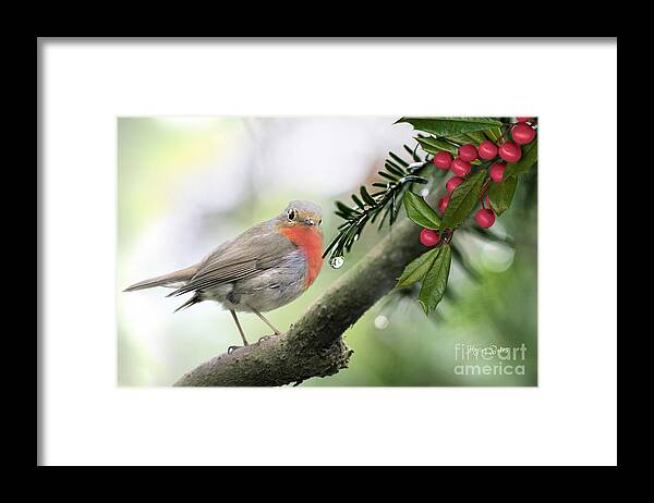 Robin Framed Print featuring the mixed media Little Robin by Morag Bates