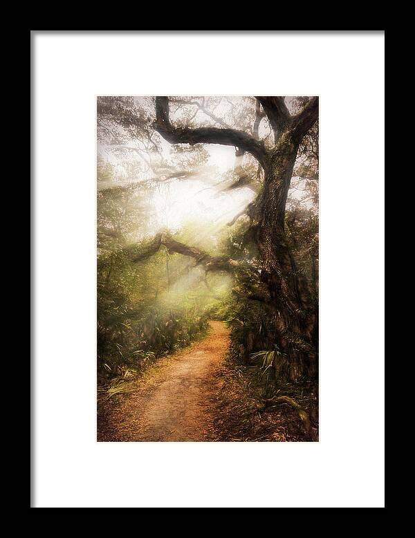 Trail Framed Print featuring the photograph Little Talbot Island Sunlit Trail Painting by Debra and Dave Vanderlaan