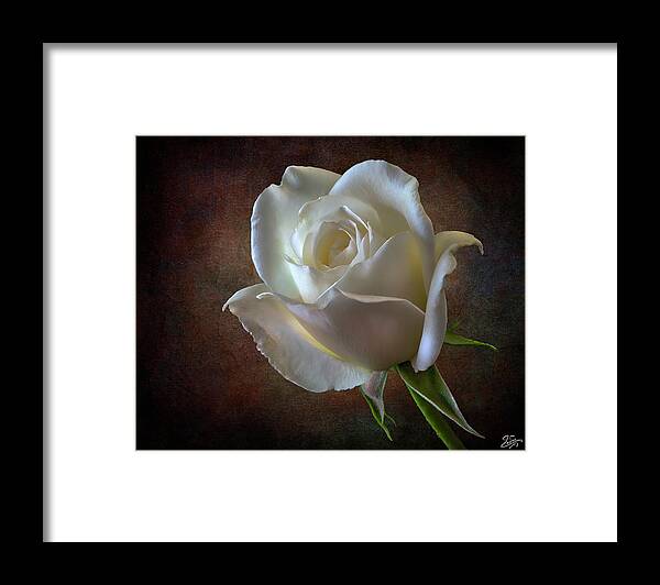 White Rose Framed Print featuring the photograph Little White Rose 2 by Endre Balogh