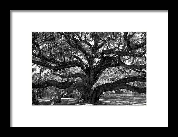 America Framed Print featuring the photograph Live Oak Tree in Black and White by James C Richardson