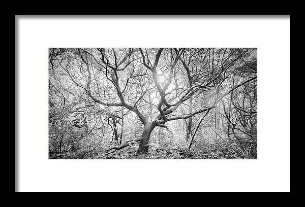 Live Oak Framed Print featuring the photograph Live Oak Tree in the Forest Clearing - Atlantic Beach North Carolina by Bob Decker