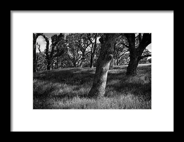 Tree Framed Print featuring the photograph Live Oaks and Shadows by Rick Pisio