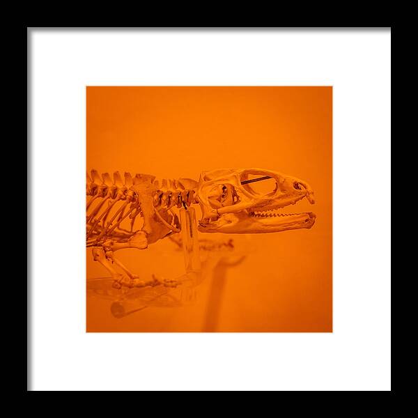 Animal Framed Print featuring the photograph Lizard Skeleton by Les Classics