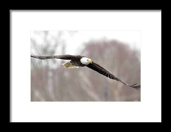 Bird Framed Print featuring the photograph Locked In by Lens Art Photography By Larry Trager