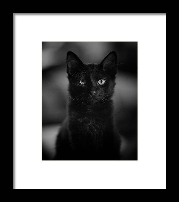 Cat Framed Print featuring the photograph Loki by DArcy Evans