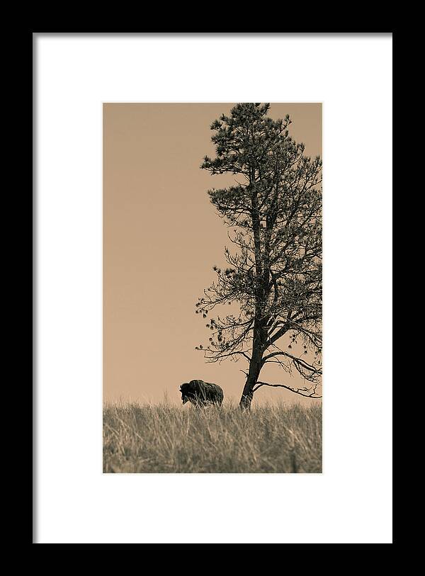 Bison Framed Print featuring the photograph Lone Bison by Larry Bohlin