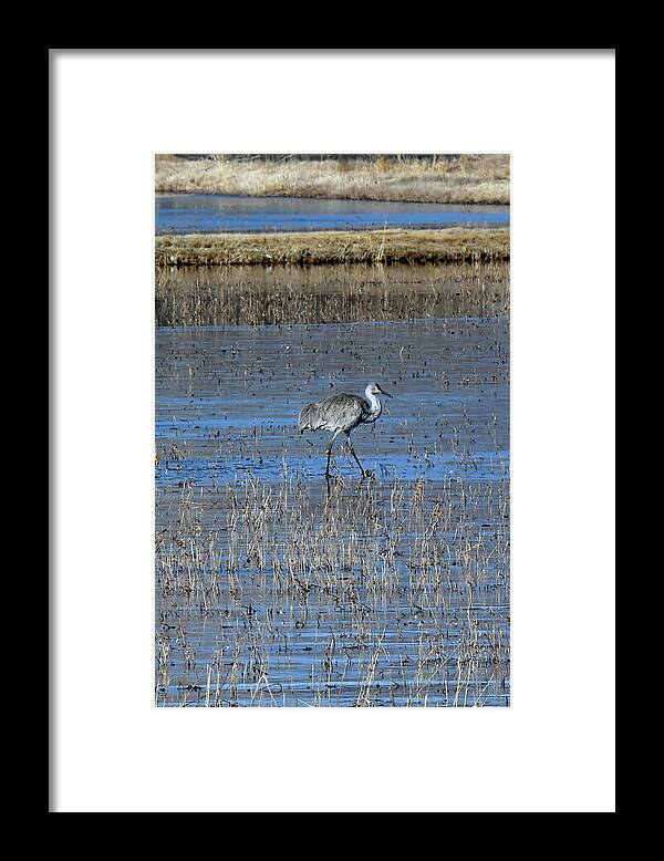 Usa Framed Print featuring the photograph Lone Crane by Jennifer Robin