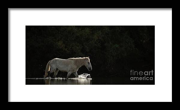 Stallion Framed Print featuring the photograph Lone Horse by Shannon Hastings