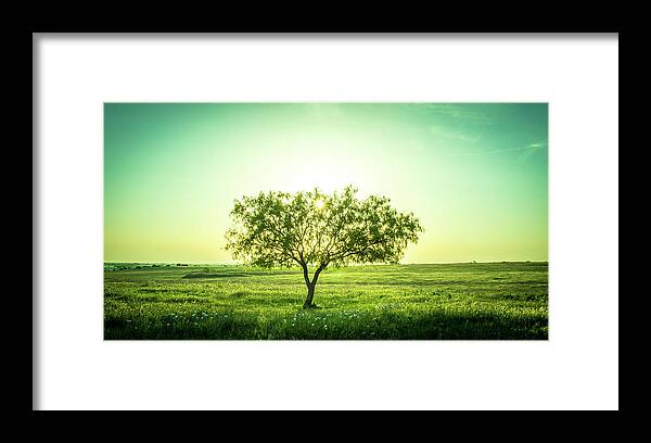 Smoke Framed Print featuring the photograph Lone Mesquite by Peyton Vaughn