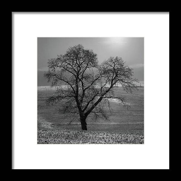  Framed Print featuring the photograph Lone Oak in Winter Corn Field - Tompkins Center, Michigan USA - by Edward Shotwell