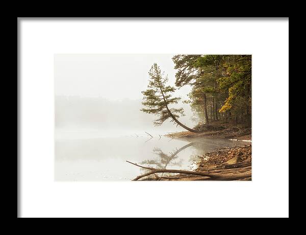 Landscape Framed Print featuring the photograph Lone Pine Tree by Amber Kresge