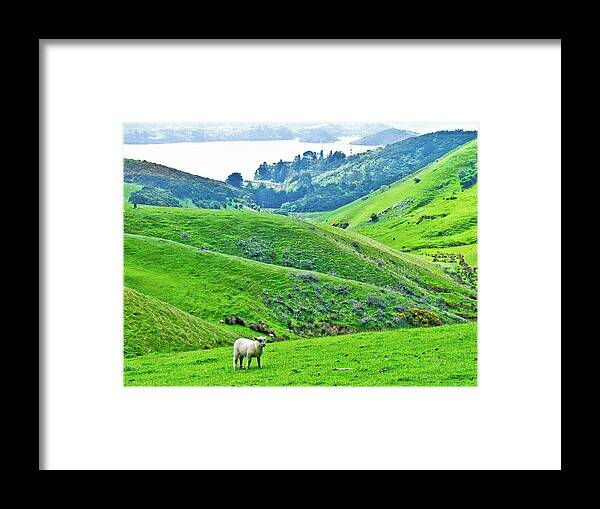 Lone Sheep New Zealand Green Dunedin Hills Framed Print featuring the photograph Lone Sheep in Dunedin, New Zealand by David Morehead