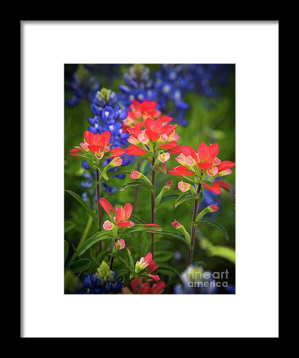 America Framed Print featuring the photograph Lone Star Blooms by Inge Johnsson