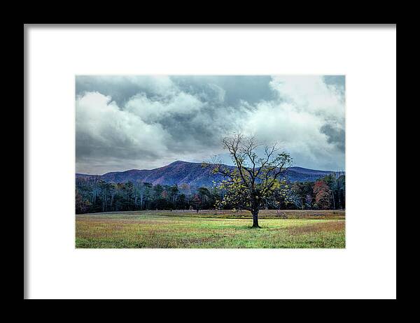 Smokies Framed Print featuring the photograph Lone Tree at Cades Cove Townsend Tennessee by Debra and Dave Vanderlaan