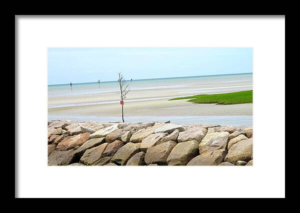Cape Cod Beach Framed Print featuring the photograph Lone Tree On Beac by Sue Morris