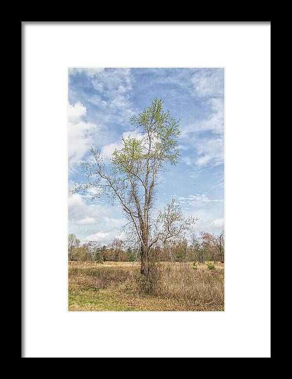 Tree Framed Print featuring the photograph Lone Tree - Outstanding in its Field by Bob Decker