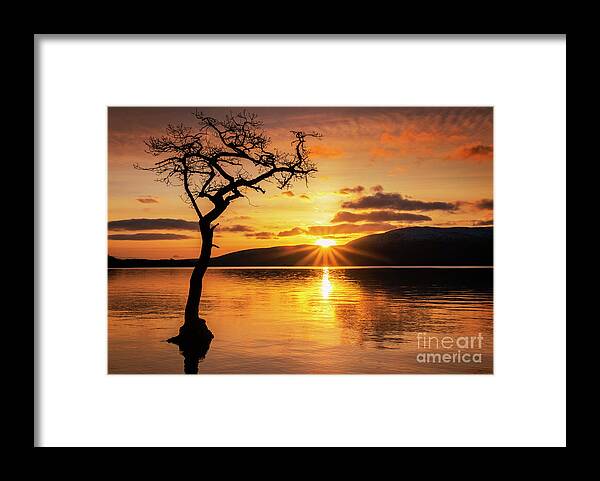 Loch Lomond Framed Print featuring the photograph Lone tree sunset starburst at Milarrochy Bay, Loch Lomond, Scotland by Neale And Judith Clark