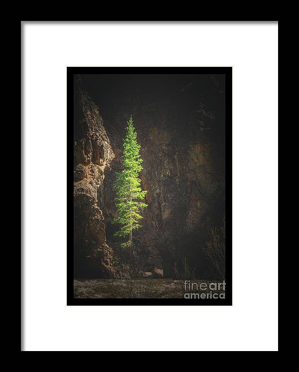 Lonely Pine Tree Framed Print featuring the photograph Lonely Pine Tree by Imagery by Charly