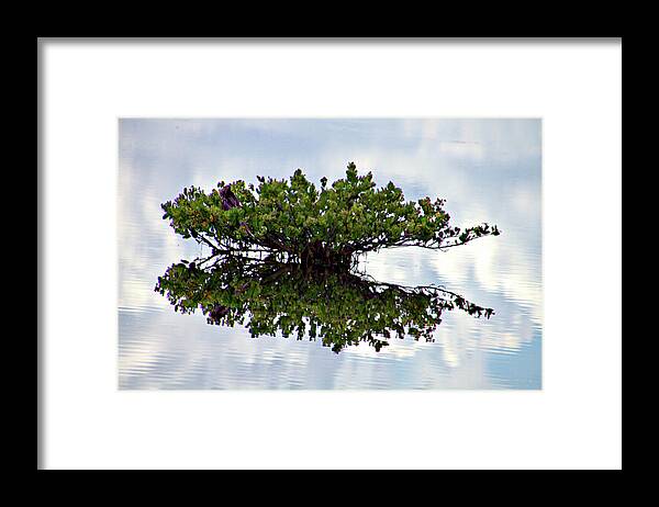 Merritt Island Framed Print featuring the photograph Lonely Tree by Bill Barber