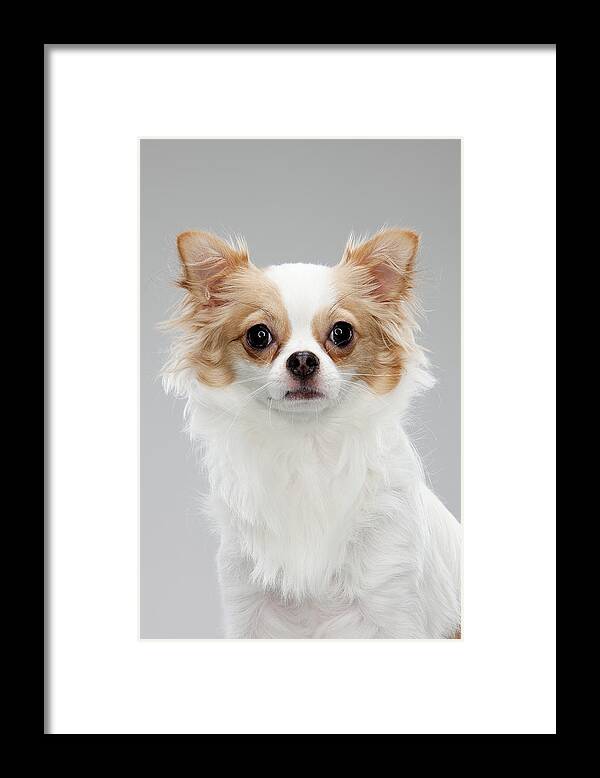 Pets Framed Print featuring the photograph Long coat Chihuahua Looking Straight ahead by Chris Stein