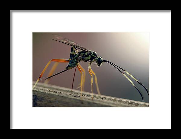 Insects Framed Print featuring the photograph Long Legged Alien by Jennifer Robin