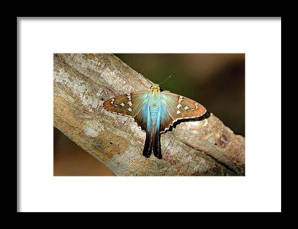 Georgia Framed Print featuring the photograph Long Tailed Skipper by Jennifer Robin