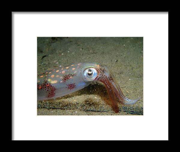Squid Framed Print featuring the photograph Longfin Squid by Brian Weber