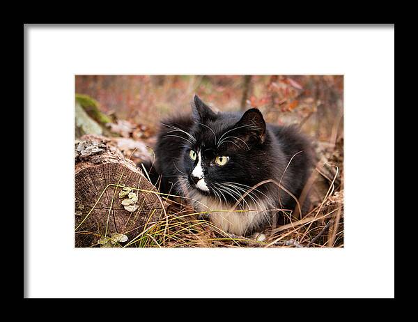 Cat Framed Print featuring the photograph Longhair Tuxedo Cat by Kristia Adams