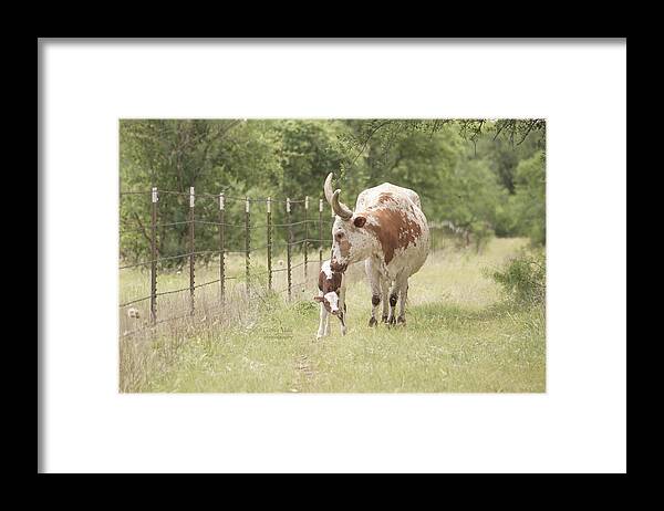 Wall Art Framed Print featuring the photograph Longhorn cow, Princess Lea with her new calf by Cathy Valle