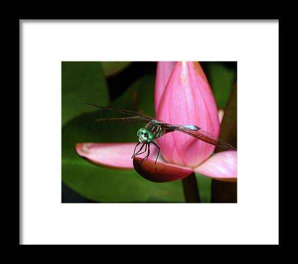Dragonfly Framed Print featuring the photograph Look of a Dragonfly by Melissa Southern