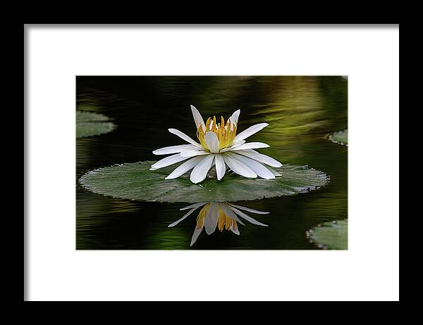 Flower Framed Print featuring the photograph Looking back at ya by Les Greenwood