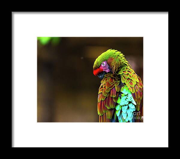 #parrot #look # Eyes #birds #feathers #eyes #color #colour Framed Print featuring the photograph Looking Back by Dheeraj Mutha