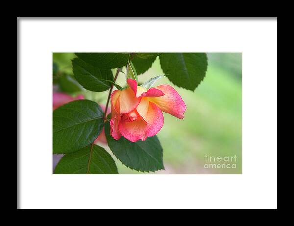 Rose Framed Print featuring the photograph Looking Down by Joan Bertucci
