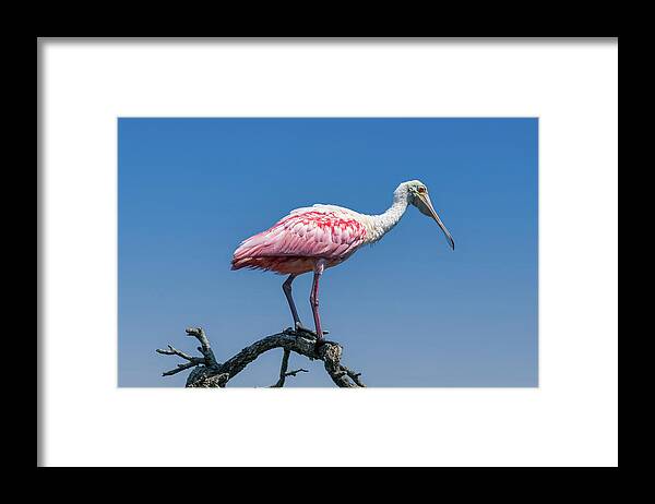 Bird Framed Print featuring the photograph Looking for Love by John Kirkland