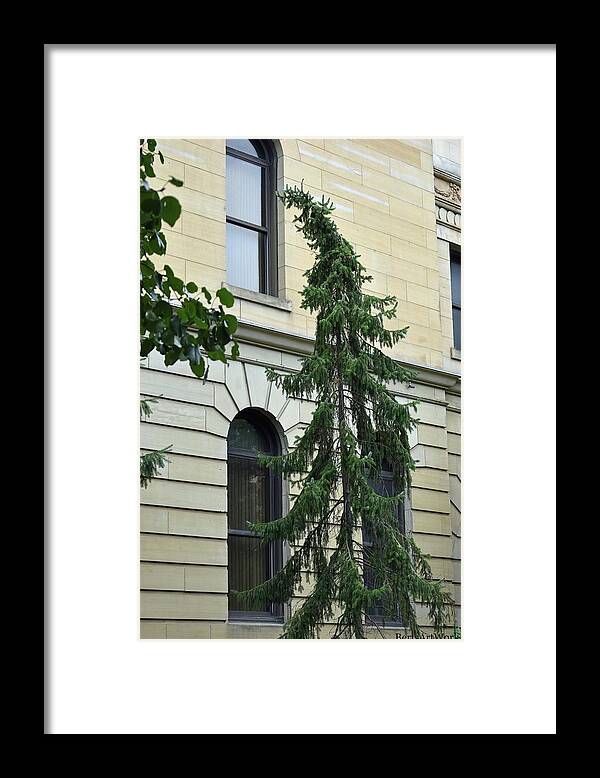 Tree Framed Print featuring the photograph Looking in the Window by Roberta Byram