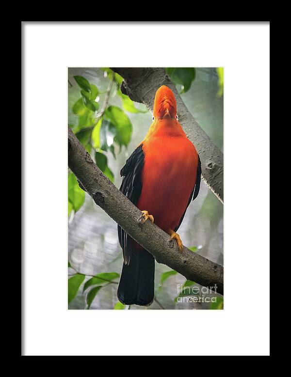 Andean Cock-in-the-rock Framed Print featuring the photograph Looking on Both Sides Simultaneously by David Levin