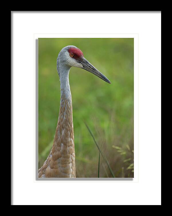 Sandhilll Crane Looking Onto Greater Things Framed Print featuring the photograph Looking onto greater things by Carolyn Hall