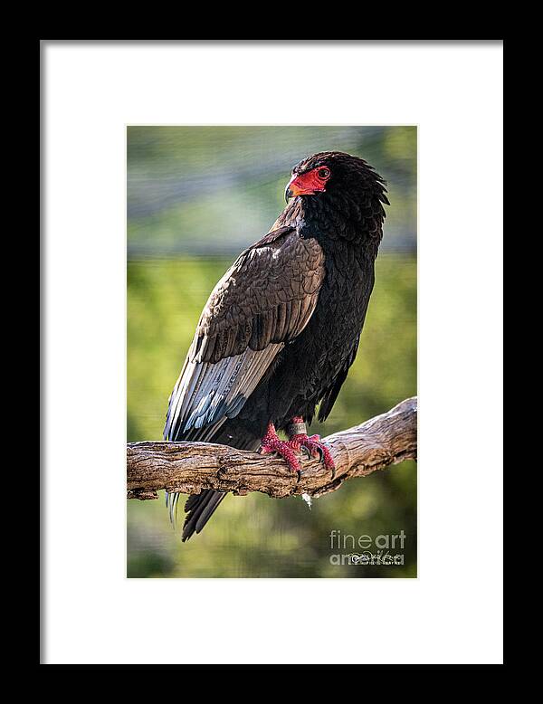Bird Framed Print featuring the photograph Looking Over My Shoulder by David Levin
