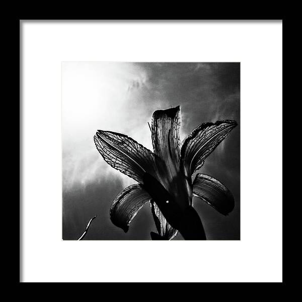 Daylily Silhouette Framed Print featuring the digital art Looking Up by Pamela Smale Williams