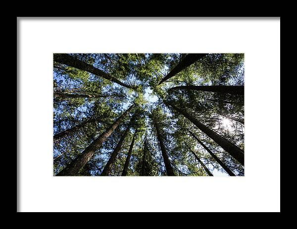 Forests Framed Print featuring the photograph Looking Up by Steven Clark