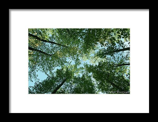 Trees Framed Print featuring the photograph Looking Up by Terri Harper