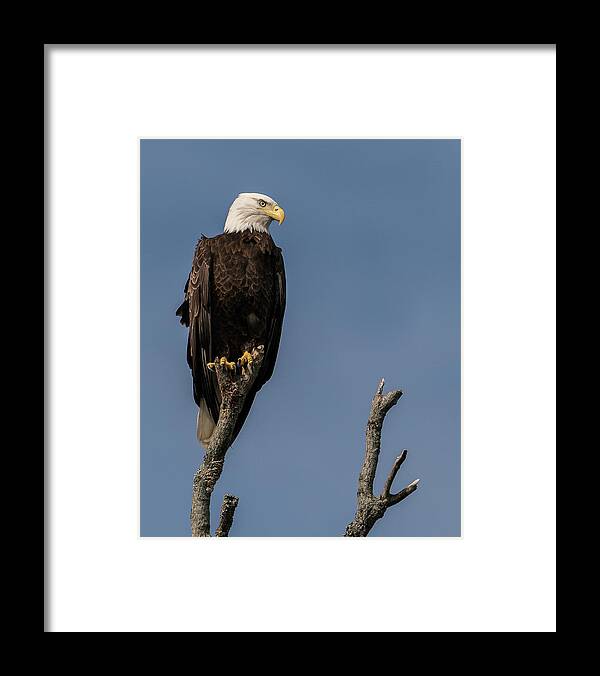 Bald Eagle Framed Print featuring the photograph Lookout by Linda Shannon Morgan
