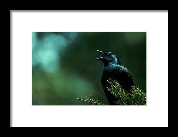 Grackle Framed Print featuring the photograph Lookout by Rich Kovach
