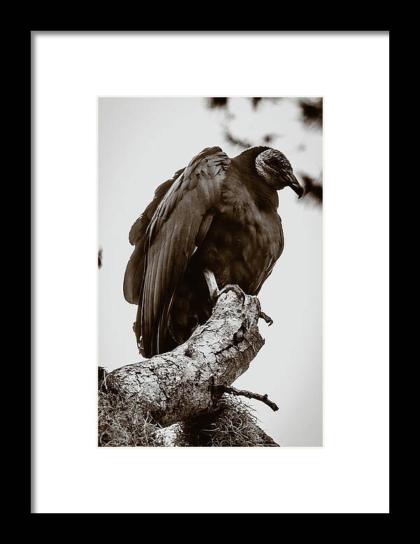 Vulture Framed Print featuring the photograph Looming by Mireyah Wolfe