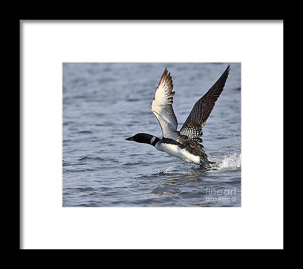 Birds Framed Print featuring the photograph Loon Liftoff by Steve Brown