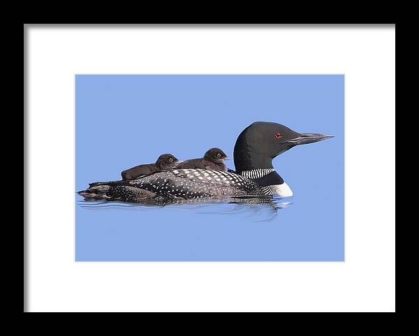 Nature Framed Print featuring the mixed media Loons by Judy Cuddehe