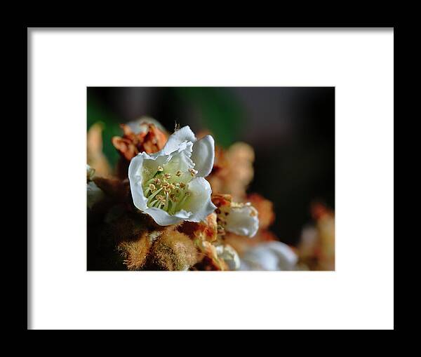 Loquat Framed Print featuring the photograph Loquat Flower by Angelo DeVal